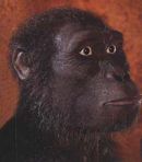 Australopithecus afarensis