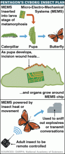 Insekten-Cyborg