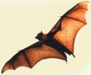 Flying Fox