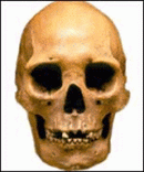 Human Skull